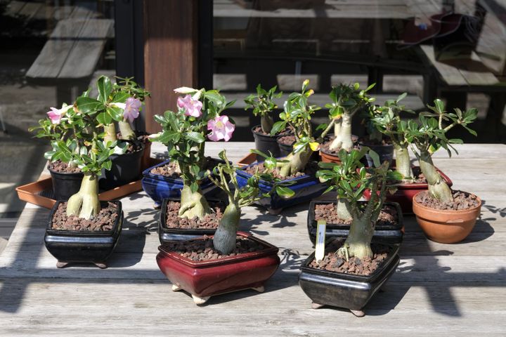 Roses du désert en pots à bonsaï (Le Jardin de Basroger).&nbsp; (ISABELLE MORAND / DIDIER HIRSCH / RADIO FRANCE / FRANCE INFO)