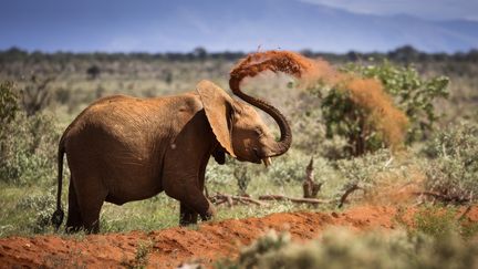 Le parc de Tsavo au Kenya, abrite 15.000 élephants. (Illustration) (DANM / MOMENT RF / GETTY IMAGES)