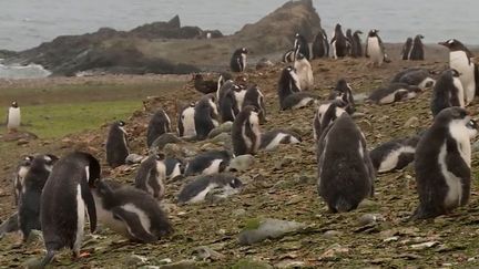 Antarctique : le laboratoire du changement climatique