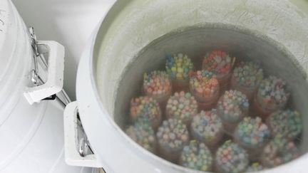 &nbsp; (Paillettes de sperme congelées dans l'azote liquide a -196°C. © MaxPPP)