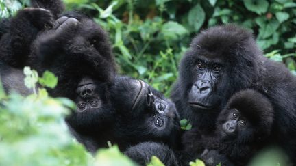 Une famille de gorilles des montagnes en République démocratique du Congo.&nbsp; (THE IMAGE BANK RF / GETTY IMAGES)