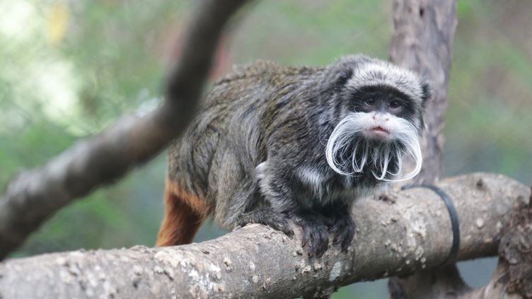 Un tamarin empereur au zoo de Dallas (Texas). (ZOO DE DALLAS / AFP)