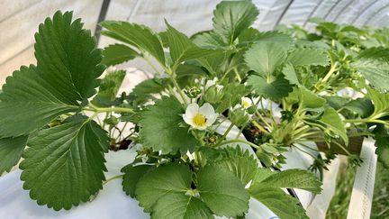 Un fraisier en fleurs en Dordogne. (EMMANUEL CLAVERIE / FRANCE-BLEU PÉRIGORD)