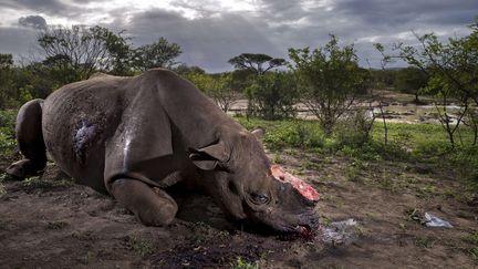 Série Nature, premier prix.&nbsp;
Dans sa série "Guerre de rhinos", Brent Stirton photographie le sort des rhinocéros noirs, l'une des espèces de rhinocéros les plus menacées ; il n'en reste plus que 3,000. Dans cette photo, un rhinocéros noir git mort, tué pour ses cornes dans la réserve d'Hluhluwe-Umfolozi, en Afrique du Sud.&nbsp; (BRENT STIRTON/AP/SIPA / AP)