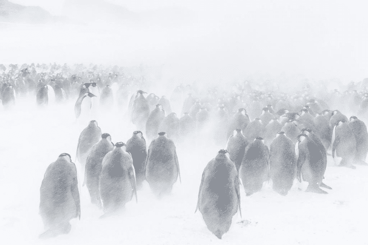 Une colonie d'empereurs dans la tourmente
 (Vincent Munier)