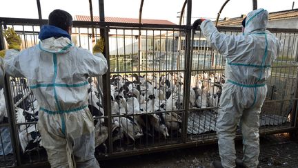 Les employés d'un élevage de 32 000 canards destinés à l'abattage, à&nbsp;Belloc-Saint-Clamens (Gers), le 6 janvier 2017. (REMY GABALDA / AFP)