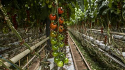 Des tomates cultivées sous serre, à&nbsp;Saint-Cyprien (Pyrénées-Orientales), le 11 avril 2019. (MAXPPP)