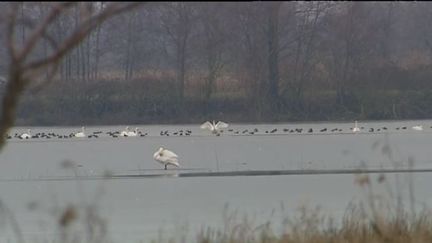 Des cygnes dans l'Ain. (FRANCE 3 RHONE ALPES)