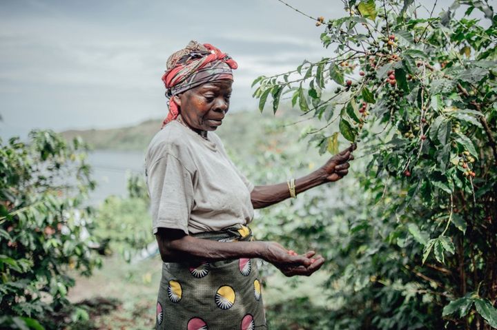 Le café est une des ressources agricoles de l'île d'Idjwi avec l'ananas. Certains voudraient développer l'éco-tourisme. (LUKE DENNISON / AFP)