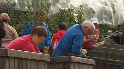 Face au manque de main d'œuvre pour la cueillette des pommes dans les Deux-Sèvres, les arboriculteurs emploient des jeunes retraités. (FRANCE 3)