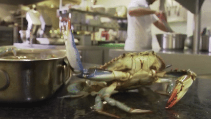 Italie : le crabe bleu menace les palourdes et les moules (France 3)