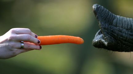 Un visiteur tend une carotte &agrave; un &eacute;l&eacute;phant au zoo de Kronberg (Allemagne), le 21 mars 2012. (ARNE DEDERT / DPA / AFP)