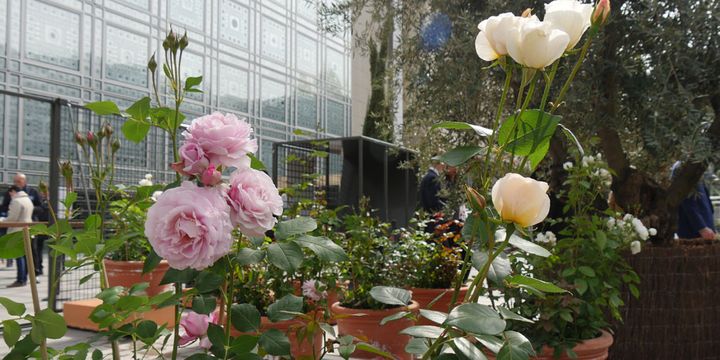 1500 rosiers installés sur le parvis de l'Institut du monde arabe
 (photo Valérie Oddos / Culturebox / France Télévisions)