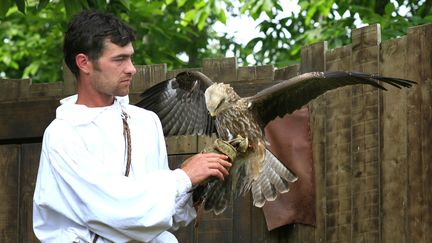 Un faucon dressé pour un spectacle au Puy-du-Fou (Vendée). (JUSTE PHILIPPE / MAXPPP)