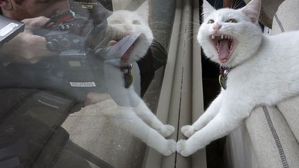 Un cameraman film un chat &agrave; l'int&eacute;rieur du premier (mais &eacute;ph&eacute;m&egrave;re) caf&eacute; pour chats &agrave; New York (Etats-Unis), le 23 avril 2014. (CARLO ALLEGRI / REUTERS)