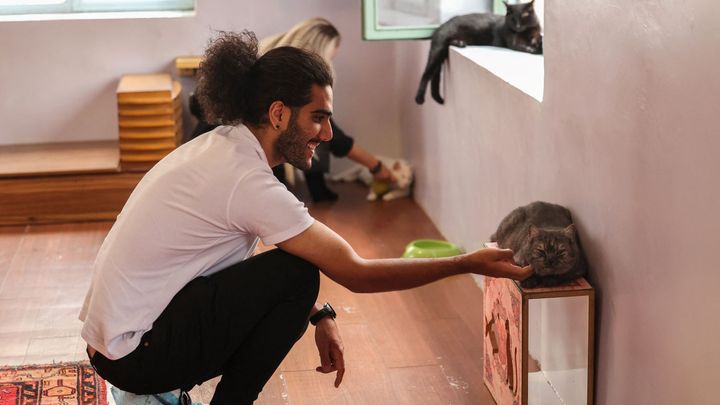 Les visiteurs du musée du chat de Téhéran viennent autant admirer  pour les œuvres exposées que pour caresser les chats (ATTA KENARE / AFP)