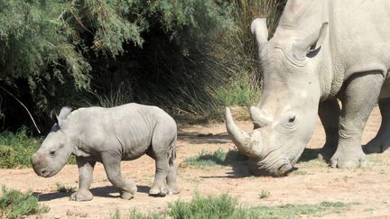 Biodiversité : 60% des animaux ont déjà disparu