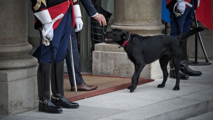 Nemo, le chien adopté par Emmanuel Macron, dans la cour de l'Elysée, le 30 août 2017. (NICOLAS MESSYASZ / SIPA)