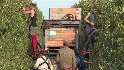 Face au manque de saisonniers, certains arboriculteurs se tournent vers la manœuvre étrangère