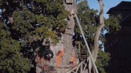 À Allouville-Bellefosse (Seine-Maritime), un chêne millénaire faiT la fierté des habitants. Reportage. (FRANCE 3)