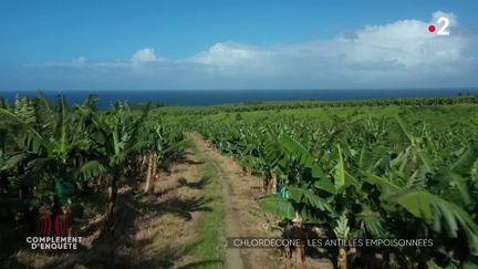 Complément d'enquête. Chlordécone : les Antilles empoisonnées