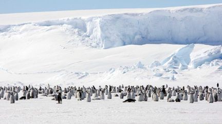 Des manchots empereurs au c&oelig;ur de l'Antarctique en 2009. (CUI JING / SIPA)