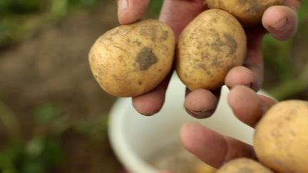 Sécheresse : les pommes de terre, plus petites cette année, une menace l’industrie de la frite