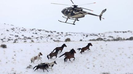 55.000 mustangs parcourent l'Ouest américain, le double de ce que les terres publiques peuvent prendre en charge, selon Jason Lutterman, le porte-parole du Bureau of Land Management. Le BLM, régi par une loi de 1971, est un organisme chargé de la gestion du domaine public (des terrains pas encore privatisés se trouvant essentiellement dans cette région). Il doit aussi déterminer le nombre de chevaux à maintenir sur le territoire. (Mike Blake / Reuters)