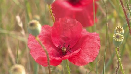 Gastronomie : le coquelicot, une fleur au goût surprenant