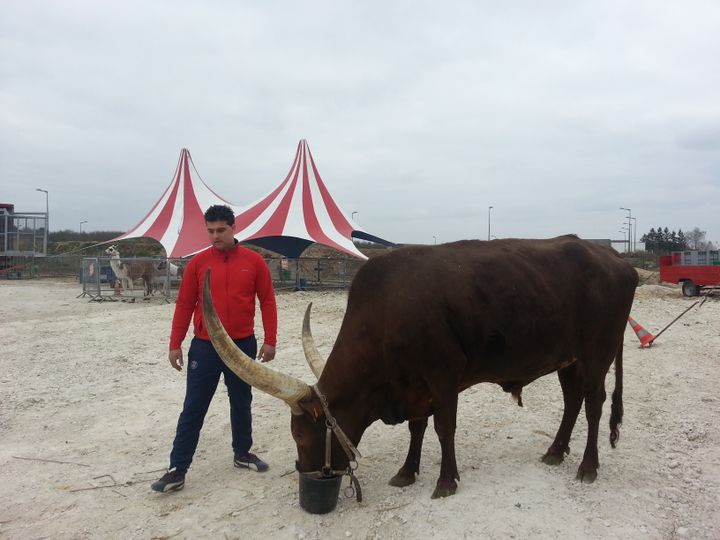 &nbsp; (Olivier, le dompteur, et Tempête, un watusi, un bovin domestique d’Afrique © Radio France/Sébastien Baer)