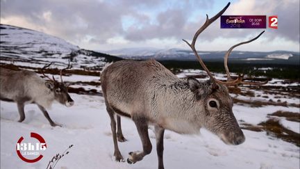 VIDEO. Canada : les rennes du père Noël étudiés par une biologiste française dans la forêt boréale