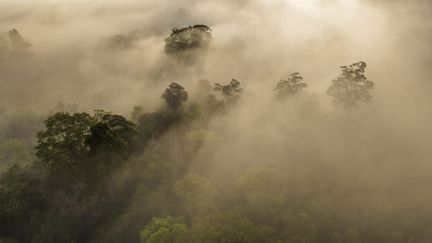 The Amazon rainforest is considered one of the largest natural carbon sinks in the world. (FLORIAN LAUNETTE & MÉGANE CHINE / MAXPPP)