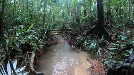 La jungle amazonienne colombienne, le 18 mai 2023, où les recherches se poursuivent pour retrouver les quatre enfants disparus après un crash d'avion le 1er mai. (ARMEE COLOMBIENNE / AFP)