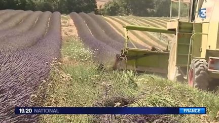 La lavande est en pleine floraison, la récolte a un peu d'avance sur le calendrier.&nbsp; (FRANCE 3)