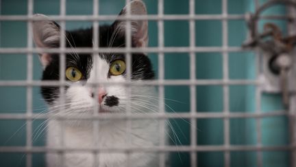 Un chat abandonné patiente dans une cage, au sein d'un refuge de la SPA à Chamarande (Essonne), le 29 juillet 2021.&nbsp; (BERTRAND GUAY / AFP)