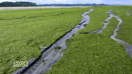 Mesures pour réduire les fuites d'azote ou changement de modèle agricole… quelles solutions au fléau des algues vertes&nbsp; ? (ENVOYÉ SPÉCIAL  / FRANCE 2)