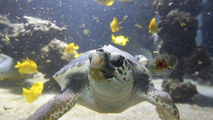 Immersion au plus près de la barrière de corail, en plein Monaco