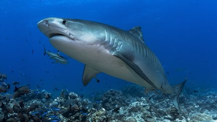 Un requin tigre. Photo d'illustration (CYRILLE MULARD / AFP)