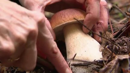 Après les pluies des derniers jours, les&nbsp;cèpes sont de sortie, vendredi 30 septembre. Les paniers des cueilleurs sont bien garnis, et les champignons font leur retour à la carte de nombreux restaurants.&nbsp;Reportage dans les Vosges. (FRANCE 2)