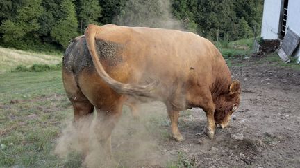 L'animal a perturbé la circulation sur la nationale 165 à Quimper (Finistère). (photo d'illustration) (MAXPPP)