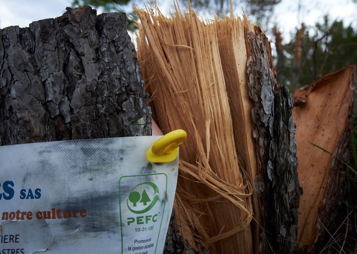 Le logo du Programme for the endorsement of forest certification (PEFC) qui interdit notamment les coupes rases. (ALAIN PITTON / NURPHOTO / VIA AFP)