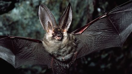 Plecotus auritus. Les ailes des chauve-souris ont certainement inspiré les ingénieurs de l'aéronautique et les pionners de l'aviation (DE AGOSTINI VIA GETTY IMAGES)