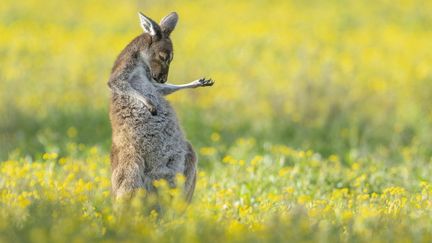 Cette photo de kangourou dont on jurerait qu'il fait de l'"air guitar", a valu à son auteur Jason Moore le Premier Prix toutes catégories confondues des Comedy Wildlife Photography Awards 2023. (JASON MOORE)