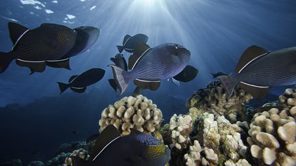 Des poissons au large d'Hawaï. (VW PICS / UNIVERSAL IMAGES GROUP EDITORIAL)