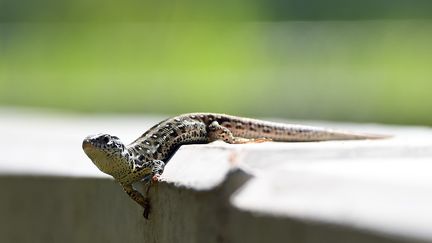 Un lézard prend un bain de soleil à Berlin (Allemagne), le 21 juillet 2016. (SOEREN STACHE / AFP)