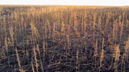 Sibérie : de lourdes conséquences suite aux incendies géants