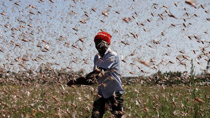 Le nombre de criquets se multiplie par 20 tous les trois mois. "Les dernières saisons des pluies, parmi les plus humides depuis des décennies, ont favorisé leur reproduction. Selon Cyril Ferrand, un expert de la FAO installé à Nairobi, l'invasion de criquets a affecté l'alimentation de quelque 2,5 millions de personnes en 2020 et devrait en toucher 3,5 millions en 2021, dans l'ensemble de la région. Les prévisions de précipitations inférieures à la moyenne combinées à une meilleure surveillance pourraient freiner l'invasion, mais il est difficile de dire quand elle prendra fin. Il n'est pas à exclure que d'autres invasions suivront", ajoute l’AFP.&nbsp; &nbsp; &nbsp; (BAZ RATNER / REUTERS)