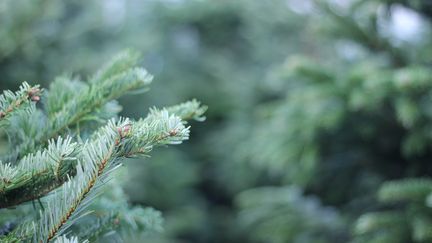 Sapin de Noël Nordman. (XAVIER GRUMEAU / FRANCE-BLEU PAYS DE SAVOIE / RADIO FRANCE)