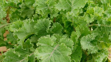 Le chou Daubenton, légume vivace. (ISABELLE MORAND / RADIO FRANCE)