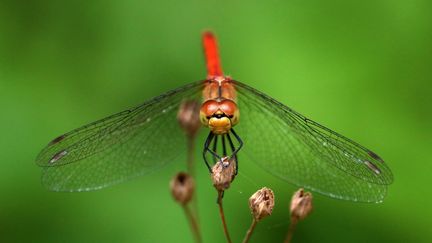 Une libellule (Sympetrum sanguineum). Photo d'illustration. (NORBERT PACOREL / RADIO FRANCE)